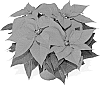 Euphorbia%20pulcherrima%20Willd.%20%27Duebravo%27