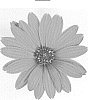 Osteospermum%20ecklonis%20%27DAOSTREOGTYVE%27