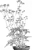 Astrantia%20spp.%20hybrid%20%27Star%20of%20Treasure%27
