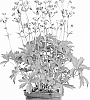 Astrantia%20spp.%20hybrid%20%27Star%20of%20Passion%27
