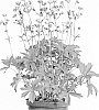 Astrantia%20spp.%20hybrid%20%27Star%20of%20Passion%27