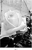 Rosa%20hybrida%20%27PC1251%27