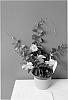 Mandevilla%20Sanderi%20%27Lancalifornia%27