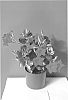 Mandevilla%20Sanderi%20%27Laniowa%27