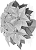 Euphorbia%20pulcherrima%20Willd.%20%27Duevikicin%27