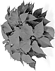 Euphorbia%20pulcherrima%20Willd%20%27Dueprotege%27