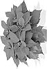 Euphorbia%20pulcherrima%20Willd.%20%27Dueimscearl%27