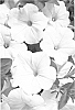 Petunia%20x%20hybrida%20%27Duegpwi%27