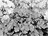 Heuchera%20hybrid%20%27Creole%20Nights%27