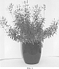 Salvia%20hybrida%20%27Fancy%20Dancer%27