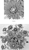 Chrysanthemum%20x%20morifolium%20%27CIDZ0032%27