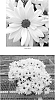 Chrysanthemum%20x%20morifolium%20%27CIDZ0026%27