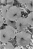 Petunia%20x%20hybrida%20%27Duegpre%27