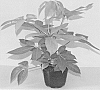 Schefflera%20actinophylla%20%27Amate%20Soleil%27
