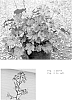 Heuchera%20spp.%20%27Spellbound%27