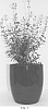 Salvia%20hybrida%20%27Lemon%20Light%27