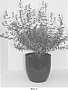 Salvia%20hybrida%20%27Autumn%20Moon%27