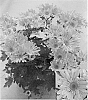Chrysanthemum%20x%20morifolium%20%27CIDZ0035%27