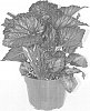 Begonia%20rex%20cultorum%20%27BRXBR15-0%27