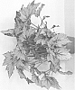 Begonia%20rex%20cultorum%20%27BRXSI13-0%27
