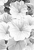 Petunia%20x%20hybrida%20%27Duegpyel%27