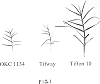 Cynodon%20transvaalensis%20Burtt-Davy%20xc.%20dactylon%20%28L.%29%20Pers.%20%27Northbridge%20Turf%20Bermudagrass%27