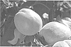 APRICOT%20TREE%20NAMED%20%27STB14%2F22%27