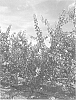 APRICOT%20TREE%20NAMED%20%27Mac12%2F54%27