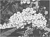 Lantana%20sp.%20%27Apricot%20Sunrise%27