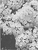 Lantana%20sp.%20%27Sunset%20Orange%27