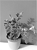 Mandevilla%20sanderi%20%27Lannevada%27