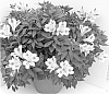 Alstroemeria%20hybrida%20%27Tescreda%20Improved%27