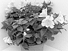 Alstroemeria%20hybrida%20%27Tessunlight%20Improved%27