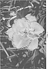 Hemerocallis%20hybrida%20%27Centerton%20One%27