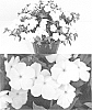 Phlox%20drummondii%20%27Sunphlosiro%27