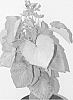Pelargonium%20cordifolium%20%27DONN%27S%20GOLDSTRIKE%27