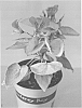 Pelargonium%20cordifolium%20%27CAROLINE%27S%20CITRINE%27