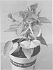Pelargonium%20cordifolium%20%27CAROLINE%27S%20CITRINE%27