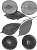 Interspecific%20tree%20named%20%27Bella%20Zee%27