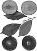 Interspecific%20tree%20named%20%27Bella%20Zee%27