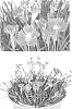 plant%20named%20%27Shishika-01%27