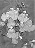 plant%20named%20%27EGGBEN002%27
