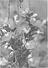 plant%20named%20%27EGGBEN004%27
