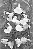Salvia%20plant%20named%20%27EGGBEN003%27