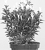 plant%20named%20%27Lankveld03%27