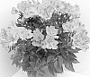 plant%20named%20%27Tessunday%20Improved%27