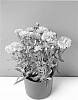 plant%20named%20%27Victoria%20Xenian%27
