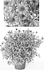 plant%20named%20%27Sunost1102%27