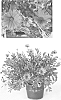plant%20named%20%27Sunost1101%27