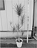 plant%20named%20%27Scarlet%20Ibis%27